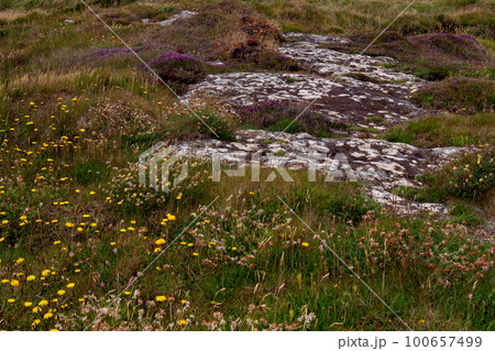 Colorful wildflowers grow on stony Irish soil, picturesque landscape. Beautiful plants common in southern Ireland. Northern European vegetation. Colorful wildflowers grow on stony Irish soil, picturesque landscape. Beautiful plants common in southern Ireland. Northern European vegetation. 100657499