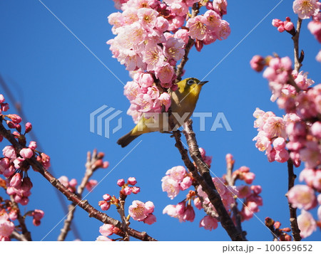 青空バックに満開の緋寒桜の花の蜜を食べるメジロ 100659652