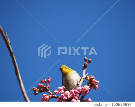 青空バックに満開の緋寒桜の花の蜜を食べるメジロ 100659657