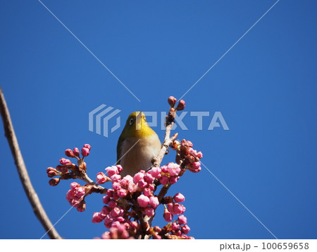 青空バックに満開の緋寒桜の花の蜜を食べるメジロ 100659658