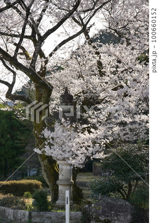 長良川河畔の岐阜護国神社の鵜飼桜 長良川河畔の岐阜護国神社の鵜飼桜 100660152