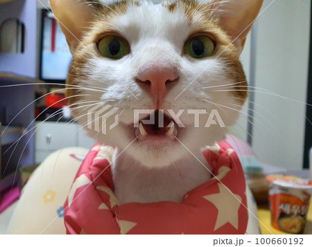 cat cat 100660192