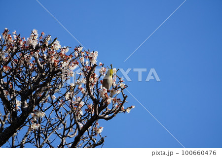 どんな事があっても必ず春は来る 100660476