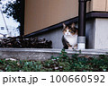 興味深げに見つめる猫！そわそわしている【シマネコ】 100660592