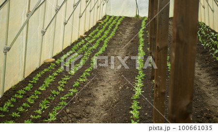 Seedlings spinach Spinacia oleracea young planting tuber bio detail greenhouse foil field root soil crop farm farming garden growing kohlrabi Brassica oleracea gongylodes Europe Seedlings spinach Spinacia oleracea young planting tuber bio detail greenhouse foil field root soil crop farm farming garden growing kohlrabi Brassica oleracea gongylodes Europe 100661035