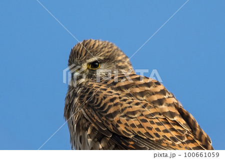 オスのチョウゲンボウのクローズアップ画像 オスのチョウゲンボウのクローズアップ画像 100661059
