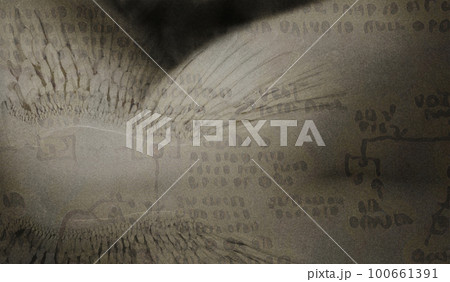 Angel wings Angel wings 100661391