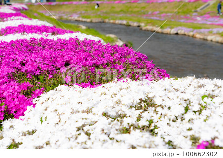 【春素材】大町市農具川の芝桜【長野県】 100662302