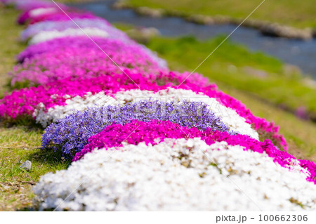 【春素材】大町市農具川の芝桜【長野県】 【春素材】大町市農具川の芝桜【長野県】 100662306