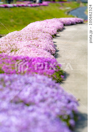 【春素材】大町市農具川の芝桜【長野県】 【春素材】大町市農具川の芝桜【長野県】 100662324