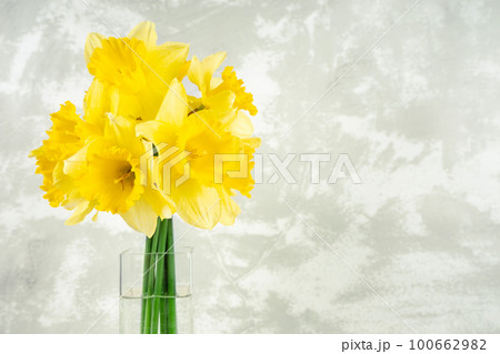 Bouquet of yellow daffodils, narcissus in vase on white plaster background with copy space 100662982
