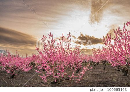 「埼玉県」満開の桃畑と夕景 「埼玉県」満開の桃畑と夕景 100665168