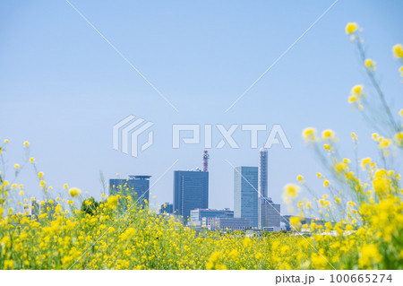 春「埼玉県」芝川に咲く菜の花とさいたま新都心 春「埼玉県」芝川に咲く菜の花とさいたま新都心 100665274