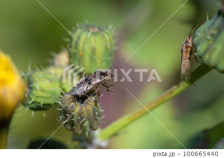 スカシヒメヘリカメムシ 100665440