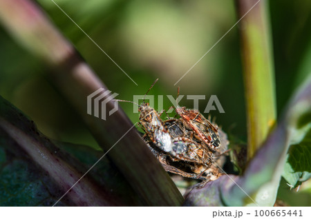 スカシヒメヘリカメムシ 100665441