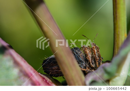 スカシヒメヘリカメムシ 100665442