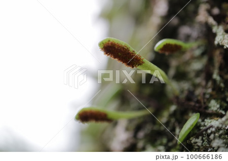 マメズタの裏側　胞子　常緑性シダ植物　白背景　余白スペース 100666186