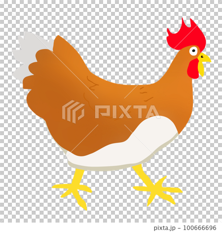 にわとりのイラスト素材 [100666696] - PIXTA