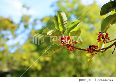 クロガネモチノキの実 クロガネモチノキの実 100666733