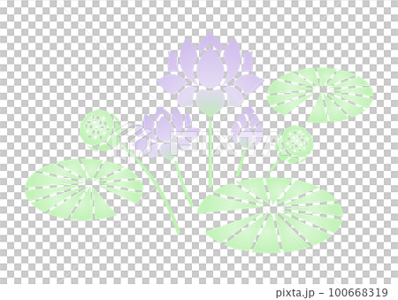 蓮の花 カラー 100668319