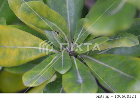 緑葉 緑葉 100668321