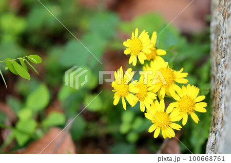 シオギクの花 100668761
