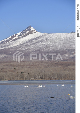 早春の北海道七飯町東大沼で残雪の駒ヶ岳と白鳥の居る風景を撮影 早春の北海道七飯町東大沼で残雪の駒ヶ岳と白鳥の居る風景を撮影 100668776