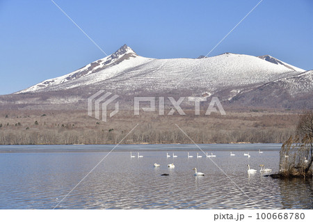 早春の北海道七飯町東大沼で残雪の駒ヶ岳と白鳥の居る風景を撮影 早春の北海道七飯町東大沼で残雪の駒ヶ岳と白鳥の居る風景を撮影 100668780