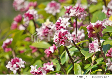 ジンチョウゲの花（春、三月） 100669487