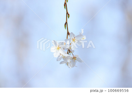 垂れた枝に咲く桜 垂れた枝に咲く桜 100669556