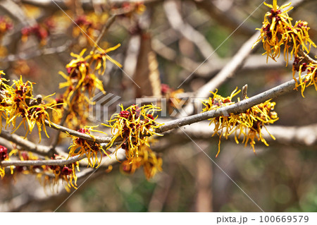黄色いマンサクの花（春、三月） 100669579