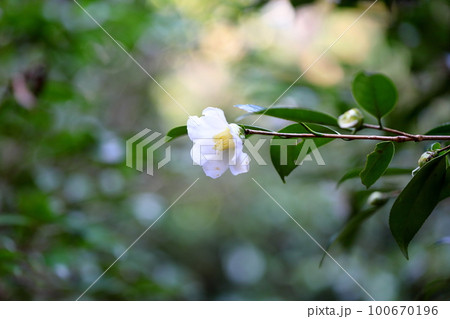 ツバキの花 白侘助 ツバキの花 白侘助 100670196
