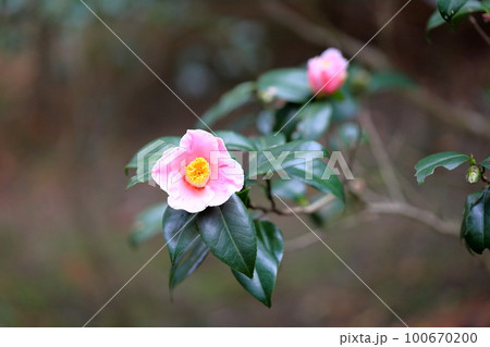ツバキの花 覆輪秋の宮 ツバキの花 覆輪秋の宮 100670200