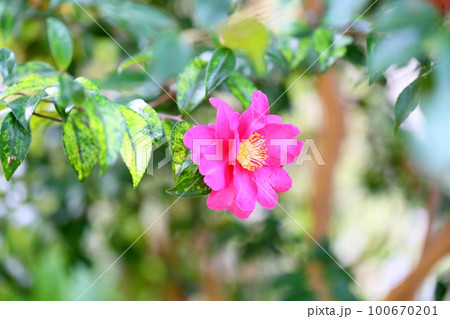 カメリアの花　ロゼフローラ 100670201