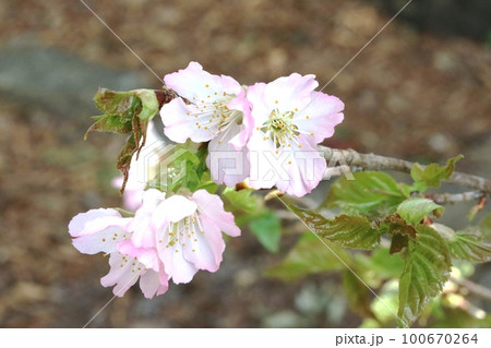 遅咲きのカワヅザクラ（河津桜）が綺麗です！ 100670264