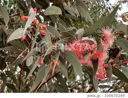 Blooming Eucalyptus twirled (lat. - Eucalyptus torquata) 100670299