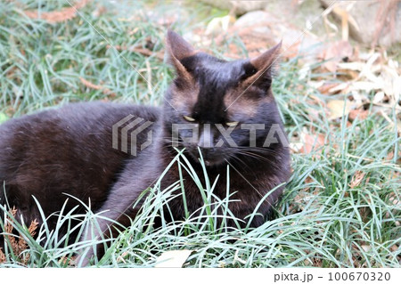 イカ耳の不機嫌な野良猫　草むらで寛ぐくろねこ 100670320
