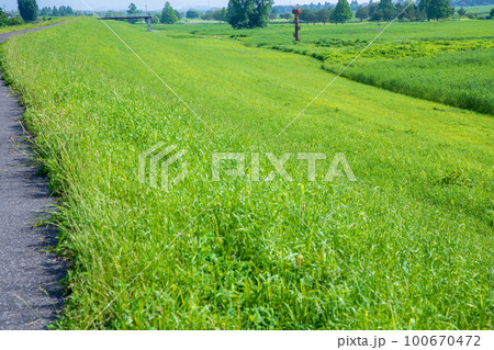 渡良瀬遊水地　コウノトリ人口巣塔付近の眺め　初夏の風景　　　 100670472