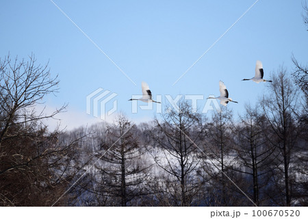真冬の青空を飛ぶタンチョウ 100670520