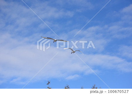 真冬の青空を飛ぶタンチョウ 100670527