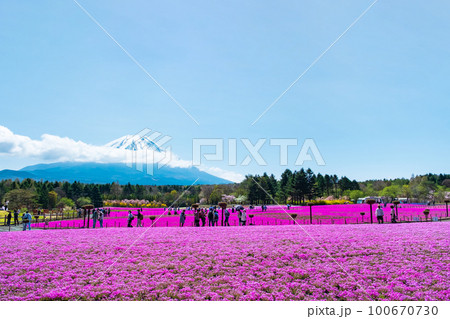 富士芝桜まつり 100670730