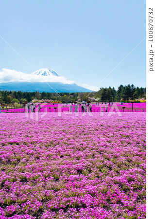 富士芝桜まつり 富士芝桜まつり 100670732
