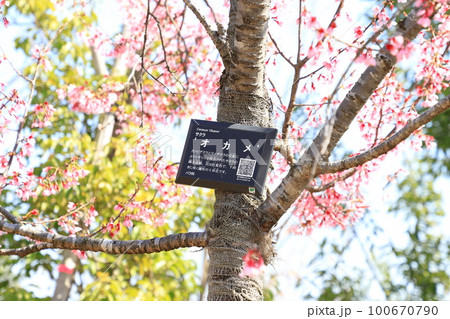 ピンク色のオカメザクラ 100670790