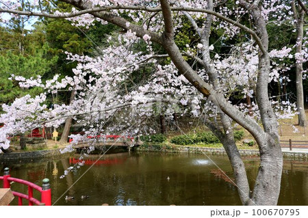 穏やかな春空に満開に咲いている桜の花　癒しの風景 100670795