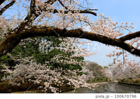 穏やかな春空に満開に咲いている桜の花 癒しの風景 穏やかな春空に満開に咲いている桜の花 癒しの風景 100670796