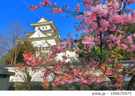 【岐阜県】晴天の大垣城と河津桜 100670975