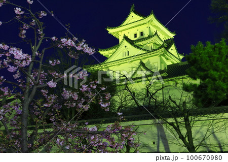 【岐阜県】大垣城と河津桜の夜景 100670980