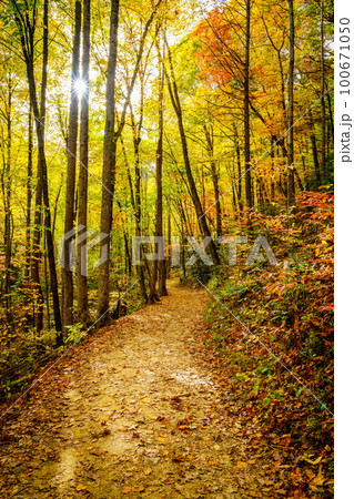 Hiking trail in a forest in fall 100671050