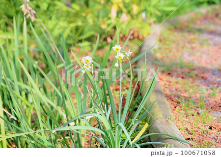 水仙の花 日本水仙 水仙の花 日本水仙 100671058