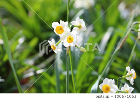 水仙の花 日本水仙 水仙の花 日本水仙 100671063
